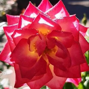 Meet your Posher, Alaria